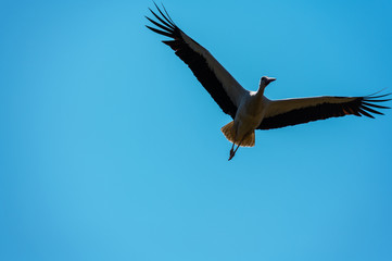 A stork flies far past  the sky with a blue background