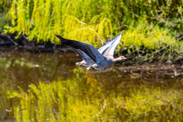 two greylag geese fly over a river in formation flight