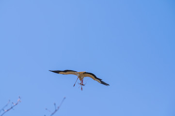 A stork flies far past  the sky with a blue background