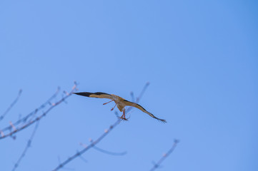 A stork flies far past  the sky with a blue background