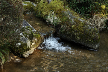 Waterside of a pond in Kenrokuen, Japan