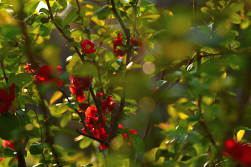 "Boke" (Japanese Quince) flower