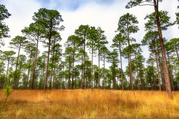 Field of trees