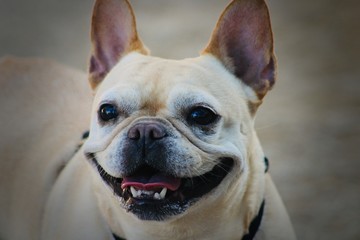 french bulldog portrait