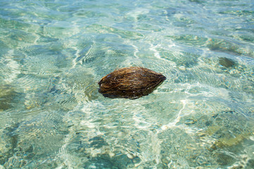 Coconut in the ocean