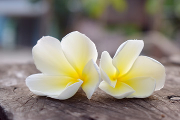 Fototapeta na wymiar White and yellow flower on old wood with blurred background, (Plumeria, Frangipani)