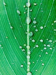 Leaves of Plants after Rain