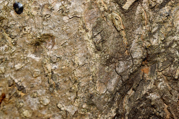Brown bark of mango tree texture background