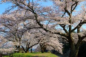 さくら　春　道　風景　杤木　風情