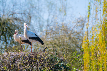 Two storks sit in  their nest with blue background