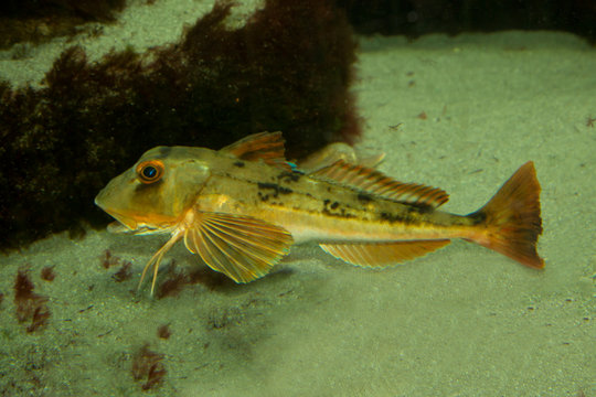 Tub gurnard, Trigla lucerna (Chelidonichthys lucerna).
