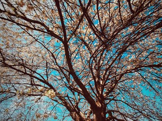 blossoming tree