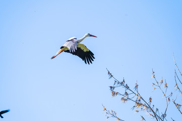 A stork flies far past  the sky with a blue background