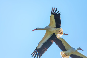 A stork flies far past  the sky with a blue background