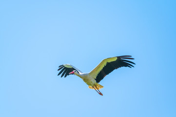 A stork flies far past  the sky with a blue background