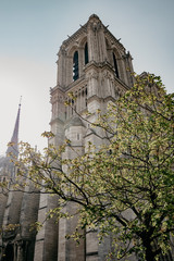 notre dame cathedral in spring