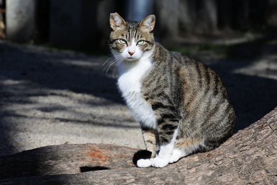 Handsome brown tabby cat catching the eyes of me through a finder.