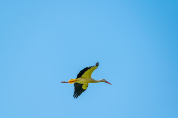 A stork flies far past  the sky with a blue background