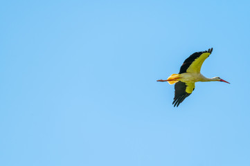 A stork flies far past  the sky with a blue background