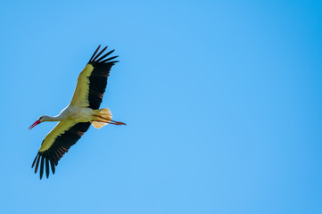 A stork flies far past  the sky with a blue background