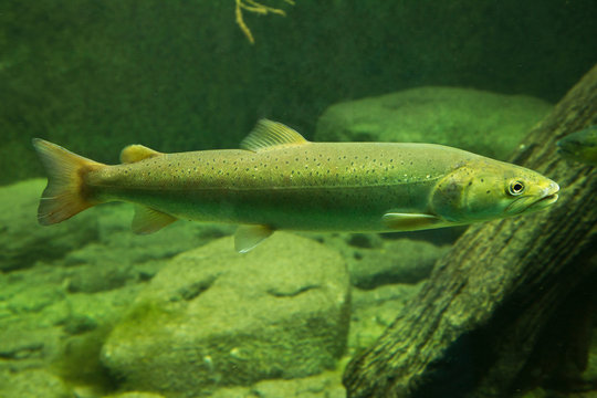 The huchen or Danube salmon (Hucho hucho).