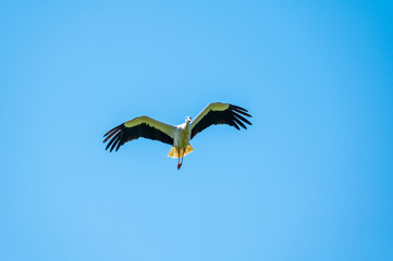 A stork flies far past  the sky with a blue background
