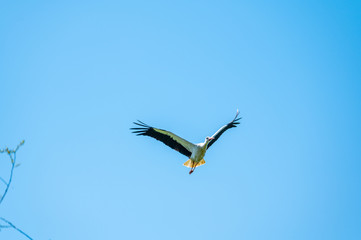 A stork flies far past  the sky with a blue background