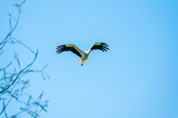 A stork flies far past  the sky with a blue background