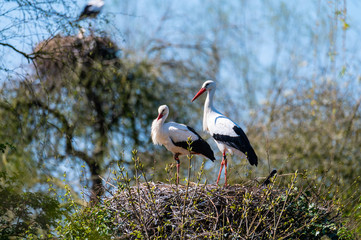 Two storks sit in  their nest with blue background