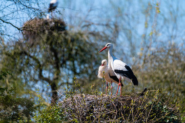 Two storks sit in  their nest with blue background
