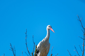 a stork sits in its  nest and waits with blue background