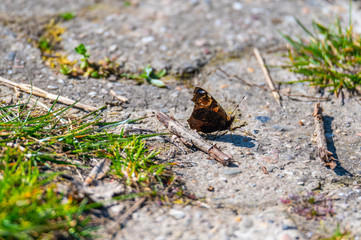 a butterfly sits on a dirt road in nature