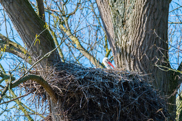 a stork sits in its  nest and waits with blue background