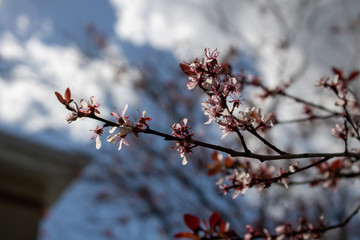 pink cherry blossom
