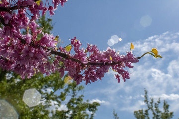 pink cherry blossom
