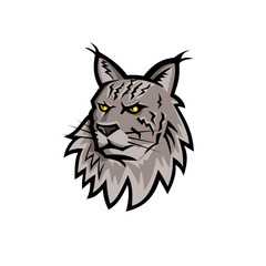 Sports mascot icon illustration of head of an angry Maine Coon, Maine shag or Coon cat, the largest domesticated cat breed in America viewed from front  on isolated background in retro style.