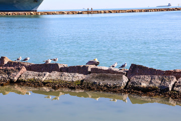 seagulls on the breakwater