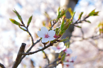 Image of Cherry blossoms up