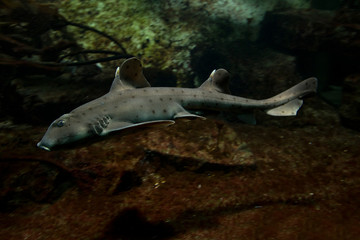 Horn shark (Heterodontus francisci).