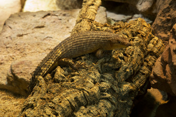 Gidgee Skink (Egernia stokesii) .