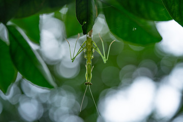 カマキリの脱皮