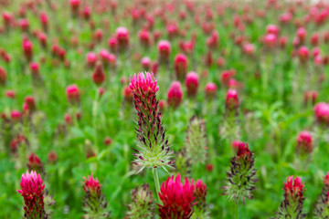 Crimson Clover blooming in field