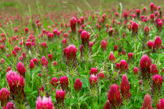 Closeup of Crimson Clover flowers