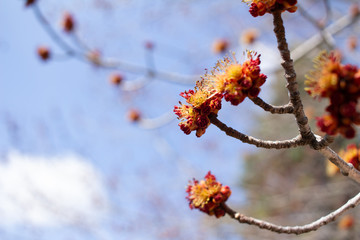 Close up view of bright red maple (acer rubrum) buds and blossoms in early spring