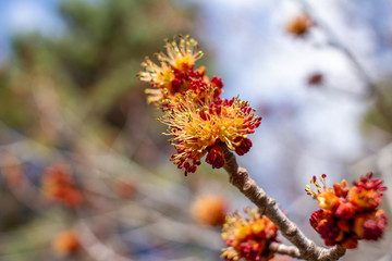 Close up view of bright red maple (acer rubrum) buds and blossoms in early spring