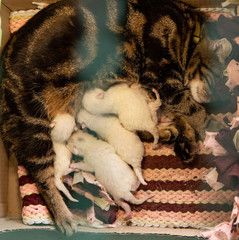 little cats sleep and drink milk