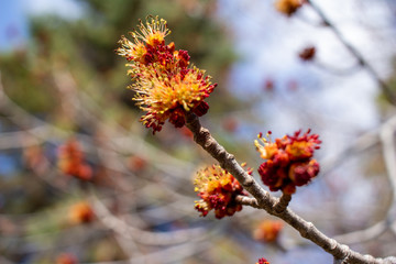 Close up view of bright red maple (acer rubrum) buds and blossoms in early spring