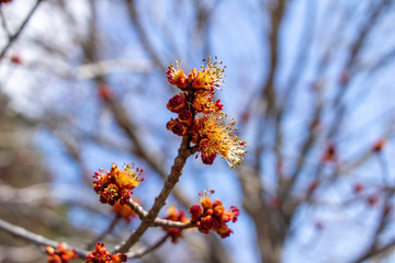 Close up view of bright red maple (acer rubrum) buds and blossoms in early spring