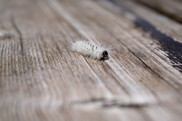 Fuzzy white hickory tussock moth caterpillar. Insect that can cause allergic skin reactions, rash, itching and swelling.