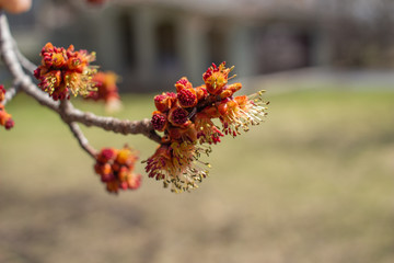 Close up view of bright red maple (acer rubrum) buds and blossoms in early spring